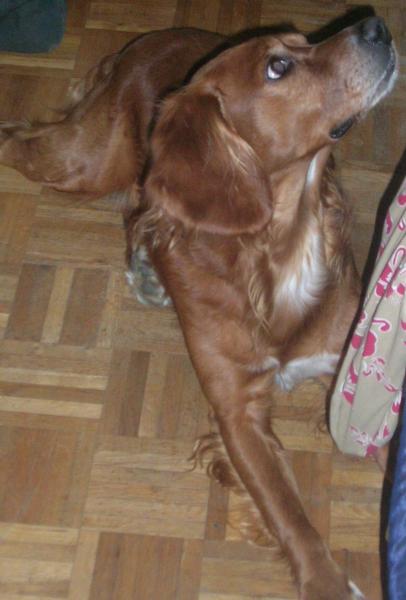 Cigano mon chien